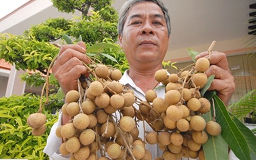 Dong Thap promotes fruit exports - ảnh 1